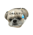 シーズーのたいじょ（個別スタンプ：4）