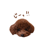 トイプードルあおのほのぼの日和2（個別スタンプ：3）