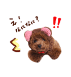 トイプードルあおのほのぼの日和2（個別スタンプ：16）
