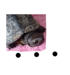 川にいた亀（個別スタンプ：1）