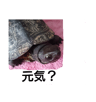 川にいた亀（個別スタンプ：2）