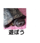 川にいた亀（個別スタンプ：3）