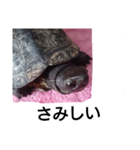 川にいた亀（個別スタンプ：4）