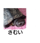 川にいた亀（個別スタンプ：5）