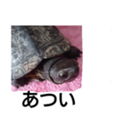 川にいた亀（個別スタンプ：6）