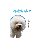 ビションフリーゼ雷〜日常の会話編〜（個別スタンプ：8）