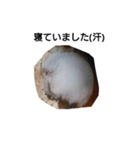 ハムスターなの（個別スタンプ：2）