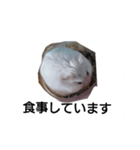 ハムスターなの（個別スタンプ：3）
