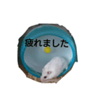 ハムスターなの（個別スタンプ：4）