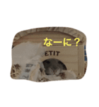 まめぐれ（個別スタンプ：4）