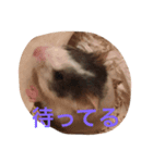 まめぐれ（個別スタンプ：7）
