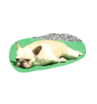 ブヒブヒ（個別スタンプ：4）
