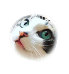 猫姫ちゃん（個別スタンプ：1）