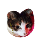 猫姫ちゃん（個別スタンプ：4）