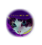 猫姫ちゃん（個別スタンプ：5）