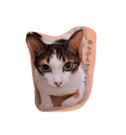 猫姫ちゃん（個別スタンプ：7）