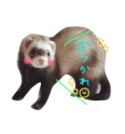 フェレットむんちゃんの毎日（個別スタンプ：3）