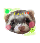 フェレットむんちゃんの毎日（個別スタンプ：8）
