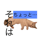 白猫もちでとりあえず返信したい（個別スタンプ：2）