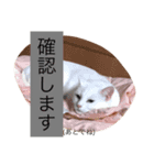 白猫もちでとりあえず返信したい（個別スタンプ：4）