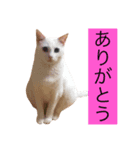 白猫もちでとりあえず返信したい（個別スタンプ：5）