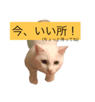 白猫もちでとりあえず返信したい（個別スタンプ：6）