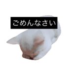 白猫もちでとりあえず返信したい（個別スタンプ：7）
