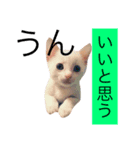 白猫もちでとりあえず返信したい（個別スタンプ：8）