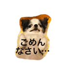 kotethukun（個別スタンプ：15）