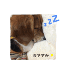 ビーグル犬みんと（個別スタンプ：2）