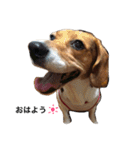 ビーグル犬みんと（個別スタンプ：3）