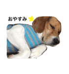 ビーグル犬みんと（個別スタンプ：4）