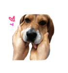 ビーグル犬みんと（個別スタンプ：5）