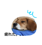 ビーグル犬みんと（個別スタンプ：8）