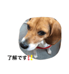 ビーグル犬みんと（個別スタンプ：9）