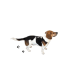 ビーグル犬みんと（個別スタンプ：10）