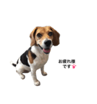 ビーグル犬みんと（個別スタンプ：11）