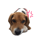 ビーグル犬みんと（個別スタンプ：13）