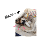 ビーグル犬みんと（個別スタンプ：14）