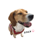 ビーグル犬みんと（個別スタンプ：15）