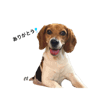 ビーグル犬みんと（個別スタンプ：16）