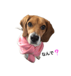 ビーグル犬みんと（個別スタンプ：17）