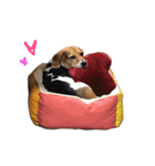 ビーグル犬みんと（個別スタンプ：18）