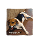 ビーグル犬みんと（個別スタンプ：19）