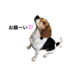 ビーグル犬みんと（個別スタンプ：20）