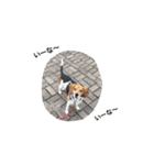 ビーグル犬みんと（個別スタンプ：21）