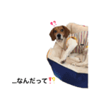 ビーグル犬みんと（個別スタンプ：22）
