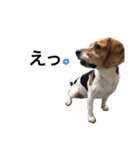 ビーグル犬みんと（個別スタンプ：23）