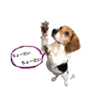 ビーグル犬みんと（個別スタンプ：24）