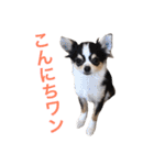 るな＆アラス（個別スタンプ：2）